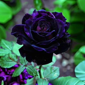 Роза Блэк Пантер купить по цене от 319р. в интернет-магазине «Посадика» с доставкой почтой в в Москве и по всей России – [изображение №1].